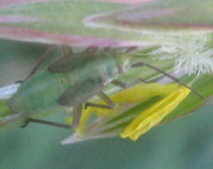 Adelphocoris lineolatus