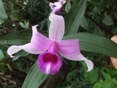 Sobralia decora
