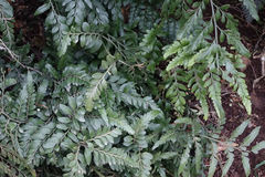 Asplenium lyallii