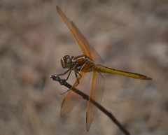 Libellula auripennis