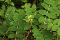 Astragalus glycyphyllos