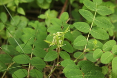 Astragalus glycyphyllos