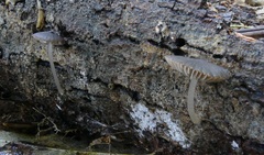 Pseudohydropus commenticius