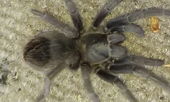 Aphonopelma steindachneri
