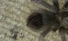 Aphonopelma steindachneri