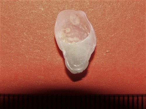 Maoricrypta monoxyla
