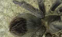 Aphonopelma steindachneri