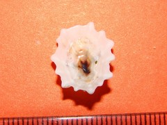 Patelloida corticata