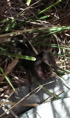 Aphonopelma steindachneri