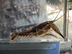Procambarus ouachitae