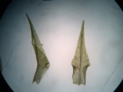 Dicranella schreberiana