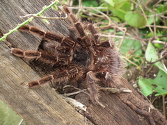 Lasiodora