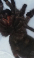 Aphonopelma steindachneri