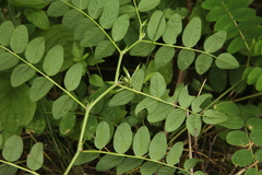 Astragalus glycyphyllos