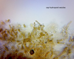 Pseudohydropus commenticius