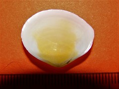 Pseudarcopagia disculus