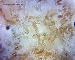 Pseudohydropus commenticius