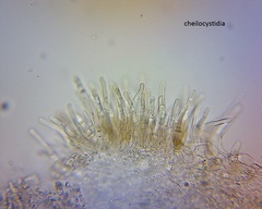 Pseudohydropus commenticius