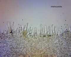 Pseudohydropus commenticius
