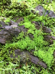 Dicranella schreberiana