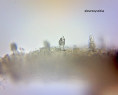 Pseudohydropus commenticius