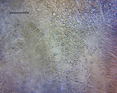 Pseudohydropus commenticius