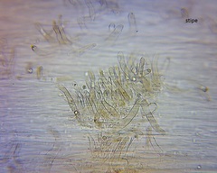 Pseudohydropus commenticius