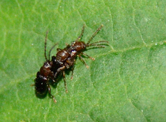 Aulacothorax copalina