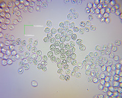 Pseudohydropus commenticius