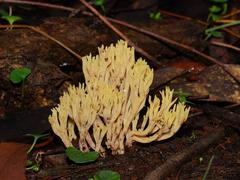 Ramaria lorithamnus