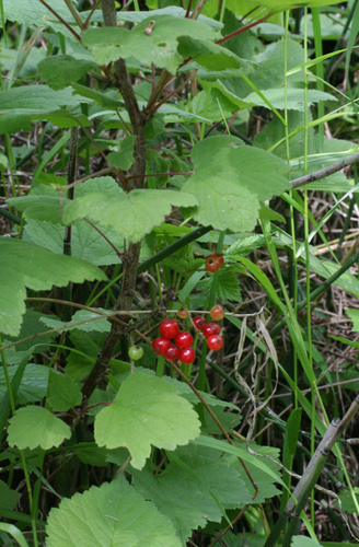 Ribes spicatum, photograph 1
