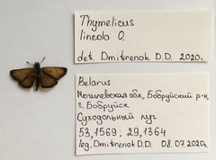 Thymelicus lineola