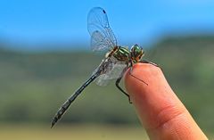 Somatochlora meridionalis