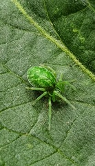 Nigma walckenaeri