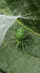 Nigma walckenaeri