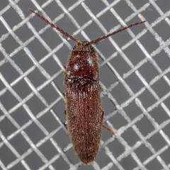 Dipropus simplex