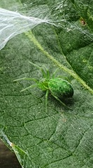 Nigma walckenaeri