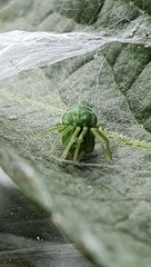 Nigma walckenaeri