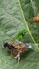 Nigma walckenaeri