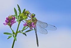 Somatochlora meridionalis