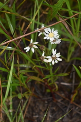 Solidago ptarmicoides
