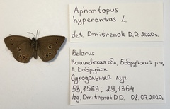 Aphantopus hyperantus