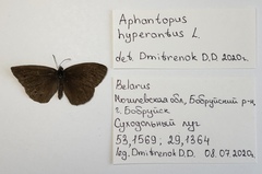 Aphantopus hyperantus