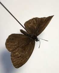 Aphantopus hyperantus