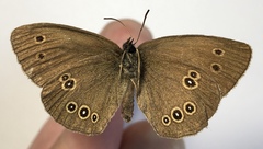 Aphantopus hyperantus