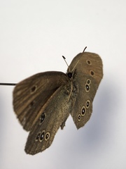 Aphantopus hyperantus