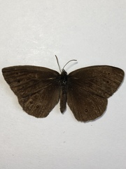 Aphantopus hyperantus