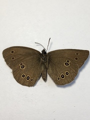 Aphantopus hyperantus