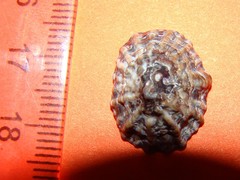 Siphonaria australis
