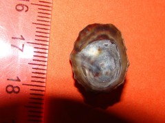 Siphonaria australis
